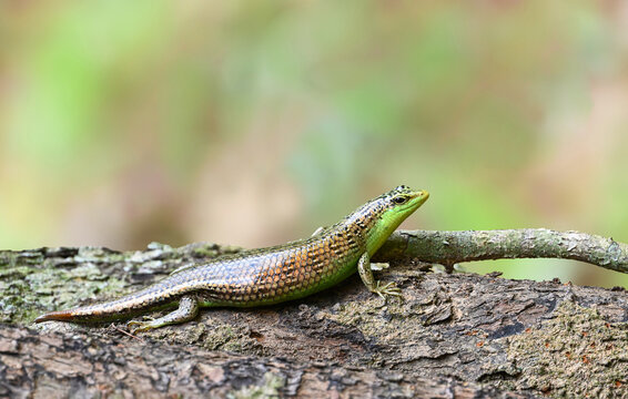 Olive tree Skink ( Dasia olivacea ) on a tree trunk