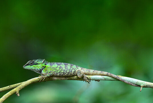 Forest crested lizard ( Calotes emma ) on a dry branch