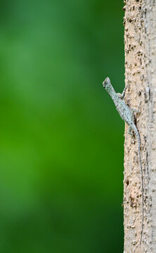 Flying dragon ( Draco ) is clinging to the tree trunk