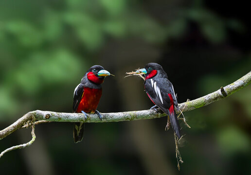 male and female Black-and-Red Broadbill (Cymbirhynchus macrorhynchos) carry dry grass to build their nests , Kaeng Krachan National Park , Thailand