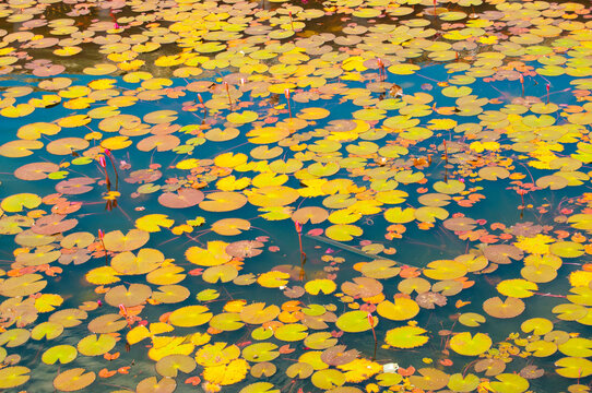 Water Lily in the pond