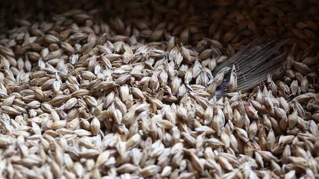 Korea barley dried yellow croaker bori gulbi earthenware crock pot seafood ingredient 생선 전통 보리굴비 굴비 항아리 옹기 보리 쌀 보관 숙성 건어물 수산물 한식 식재료