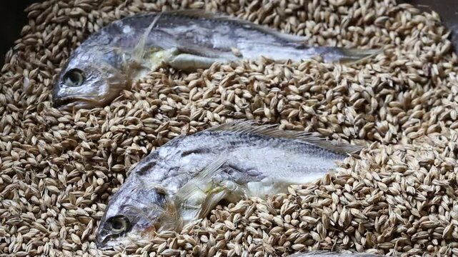 Korea barley dried yellow croaker bori gulbi earthenware crock pot seafood ingredient 생선 전통 보리굴비 굴비 항아리 옹기 보리 쌀 보관 숙성 건어물 수산물 한식 식재료