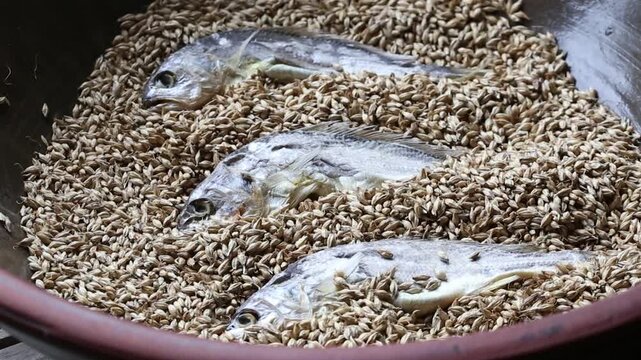 Korea barley dried yellow croaker bori gulbi earthenware crock pot seafood ingredient 생선 전통 보리굴비 굴비 항아리 옹기 보리 쌀 보관 숙성 건어물 수산물 한식 식재료