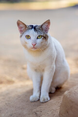white cat on the wall © Kulottam