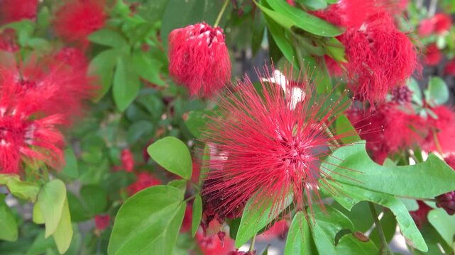 Red powder puff tree calliandra haematocephala in Vietnam