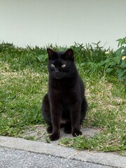 black cat © Rosiec