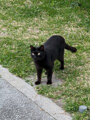 black cat © Rosiec