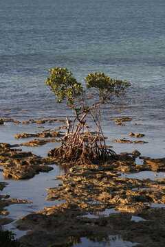 A red Mangrove, Rhizophora mangle, growing on Key Largo limestone in the Florida Keys