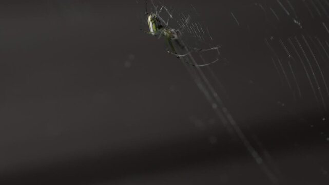 Night macro of orchard orbweaver spider catching gnat prey