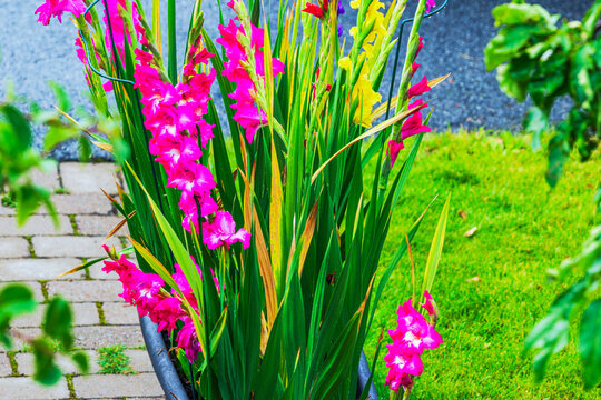 Close-up view of pink and yellow gladiolus flowers blooming beside paved garden path. Sweden.