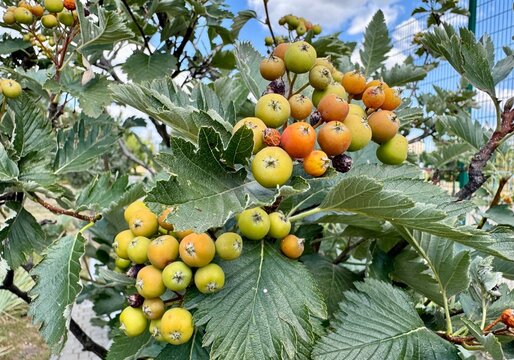 Hawthorn berries ripen on the tree.