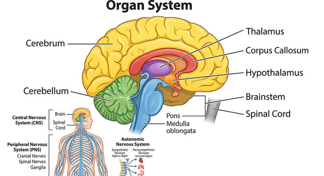 Human Brain Anatomy Diagram Showing Cerebrum, Cerebellum, Brainstem, Spinal Cord and Central Peripheral Nervous Systems