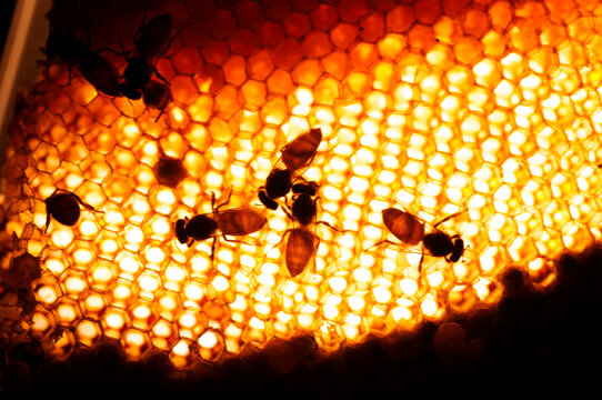 Close up view of the working bees on honey cells.