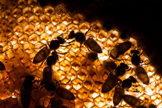 Close up view of the working bees on honey cells.