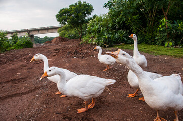 White swan, Goose or Swan family walking. © CRSHELARE