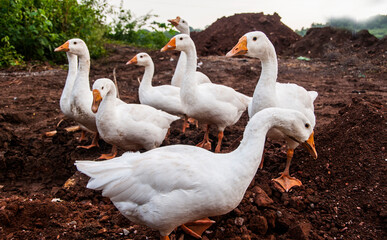 White swan, Goose or Swan family walking. © CRSHELARE