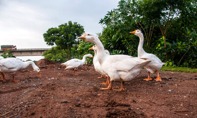 White swan, Goose or Swan family walking. © CRSHELARE