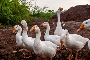 White swan, Goose or Swan family walking. © CRSHELARE