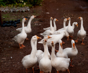 White swan, Goose or Swan family walking. © CRSHELARE