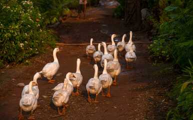 White swan, Goose or Swan family walking. © CRSHELARE