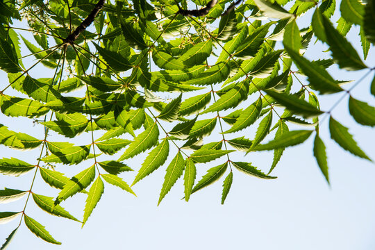 A branch of neem tree leaves. Natural Medicine.