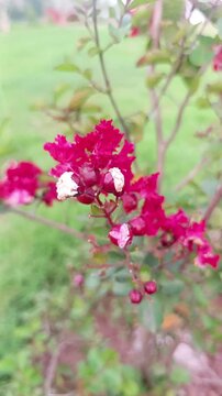 Vibrant red crepe myrtle flowers blooming on a bush in a lush green garden setting