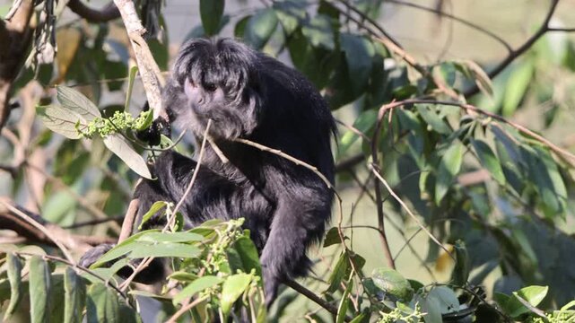 East Javan langur (Trachypithecus auratus), also known as the ebony lutung, Javan langur or Javan lutung, is an Old World monkey from the Colobinae subfamily.