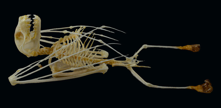 Complete anatomical skeleton of Cynopterus bat isolated on black background for education and science
