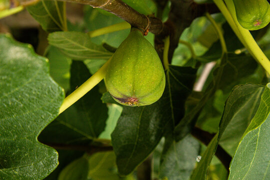 Close up view of a fresh green fig growing on a branch with leaves all around it in a garden setting during the growing season