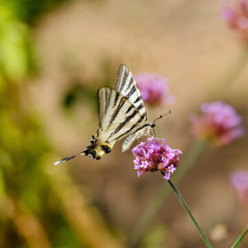 Un flamb&eacute; (Iphiclides podalirius), papillon color&eacute; de jaune clair avec des rayures noires et une longue queue butinant sur une fleur de verveine de Buenos-Aires (Verbena bonariensis)