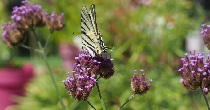 (Iphiclides podalirius) Un papillon le Flamb&eacute; butinant fr&eacute;n&eacute;tiquement &agrave; l'aide de sa longue trompe le nectar de fleurs tubulaires de verveine de Buenos-Aires (Verbena bonariensis)
