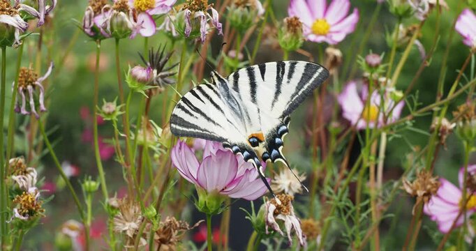 Un Flamb&eacute; ou porte-queue (Iphiclides podalirius). Papillon aux ailes jaune clair &agrave; rayures noires et lunules marginales bleue, d&eacute;ploy&eacute;es en &eacute;ventail, pos&eacute; sur une fleur de Cosmos (Cosmos bipinatus)

