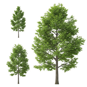 Three distinct types of evergreen trees in a simple illustration