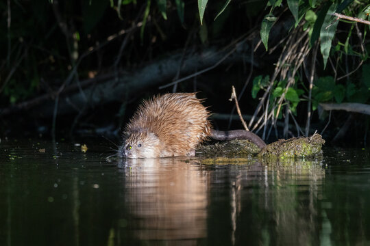 A close-up of an adult muskrat (Ondatra zibethicus) sitting on a wooden log with reflection and starting to swim, side view to the camera lens on a sunny summer evening against a dark background. 