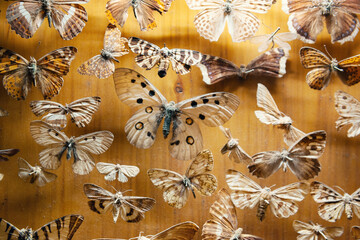 Butterflies and moths form a preserved collection © darkbird
