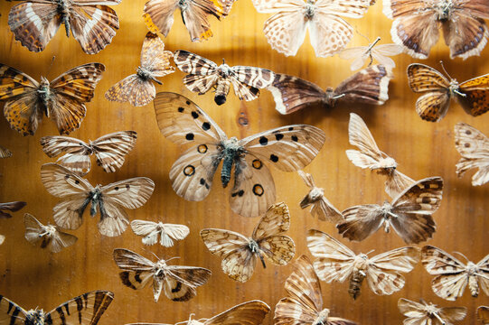 Butterflies and moths form a preserved collection