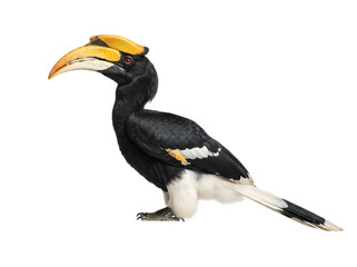 Obraz premium Great Hornbill Bird with Yellow Casque Black Background