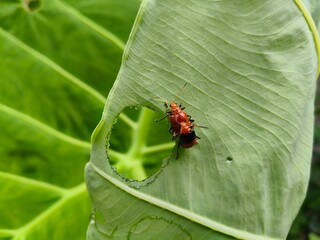 ladybug on leaf © Fathan Anm