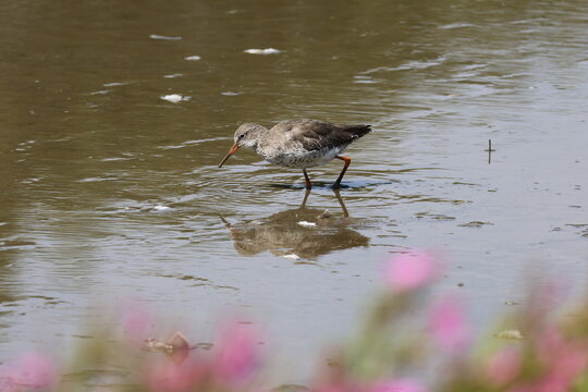 the common redshank (Tringa totanus) British birds during summertime 