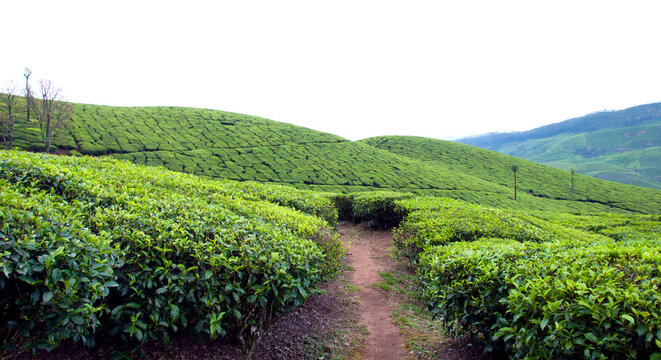 Tea plantations in Munnar, Kerala, India