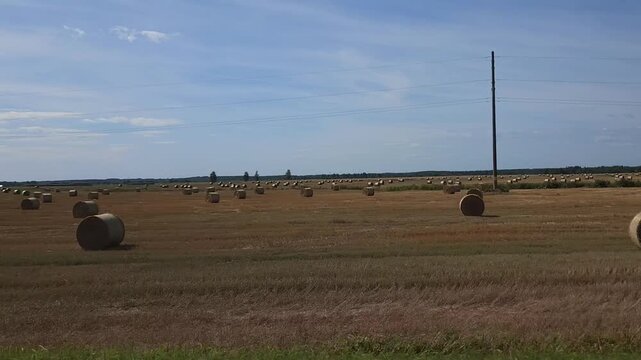Hay bales scattered across a golden field under a clear blue sky  