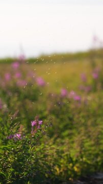 Warm summer day with flying insects buzzing around open air, field on backgroung. Hot humid weather insects, mosquito gnat and midges seasonal activity, hovering insects. Closeup view