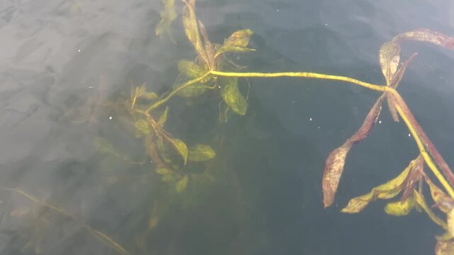 Aquatic plant submerged in clear water with green leaves  