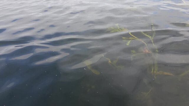 Green aquatic plants underwater in calm water surface  