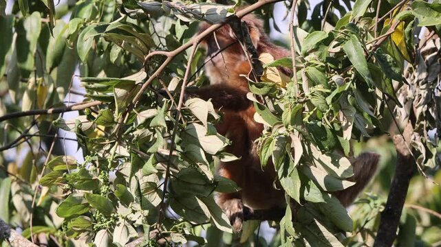 East Javan langur (Trachypithecus auratus), also known as the ebony lutung, Javan langur or Javan lutung, is an Old World monkey from the Colobinae subfamily.