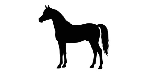 Obraz premium Black silhouette of a standing arabian horse profile view on a white background stallion
