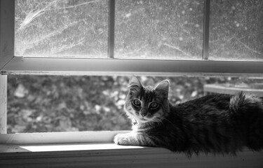 cat on window © Gelisia