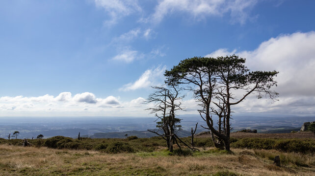 Pine tree on a mountain summit with copy space under blue sky