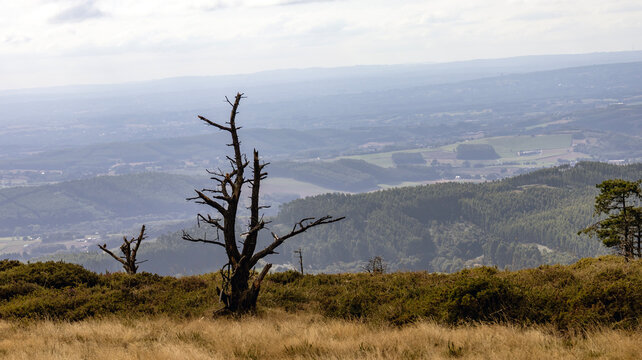 Dry tree silhouette on a mountain summit overlooking the valley
